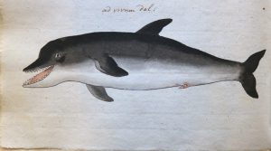 Een walvis in de gracht